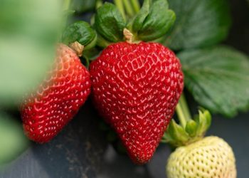 California Giant Berry Farms prevé altos rendimientos en fresas en primavera y verano 