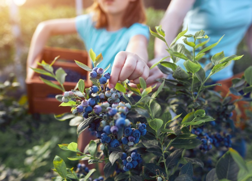 Ñuble acoge el Blueberry Day 2025 con la mirada puesta en la próxima temporada de exportaciones