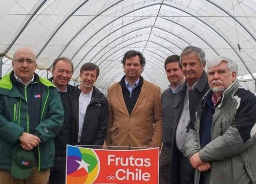 Arándanos: Se proyecta una temporada positiva pero con desafíos