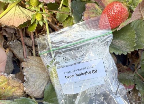 Finaliza primera etapa de ensayo que busca alargar la vida útil de frutillas