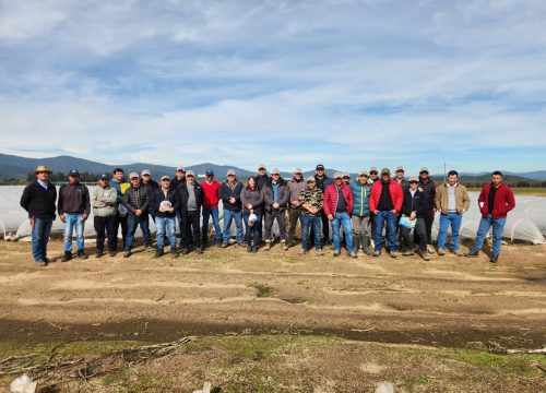 Nutrisco fortalece las capacidades técnicas a sus productores de frutilla en las principales zonas del país