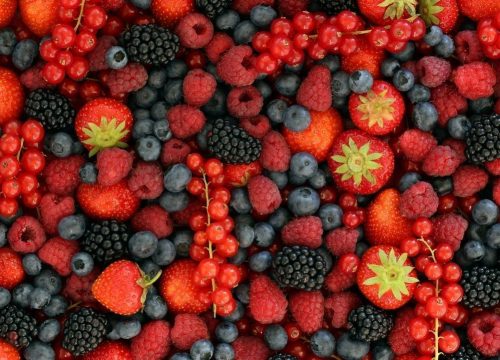 Ñuble logra récord histórico en exportaciones de berries con salto de 30% en volumen