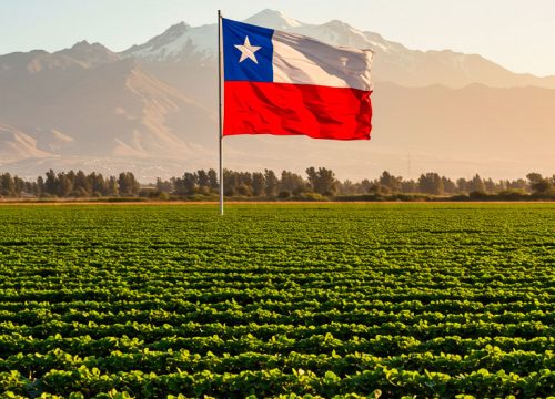 Fiestas Patrias: Celebrar la tierra que nos entrega los mejores berries