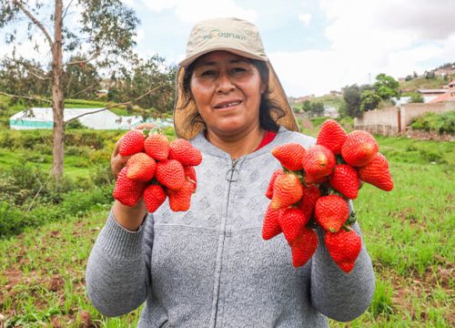 Perú logró acceso para exportar fresas a Brasil