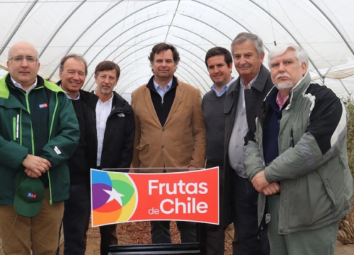 Industria chilena del arándano da inicio a una prometedora temporada 2025-2026