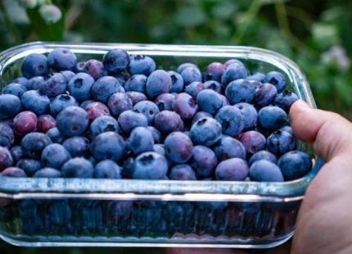 El consumo de arándanos sigue creciendo, incluso en regiones consolidadas