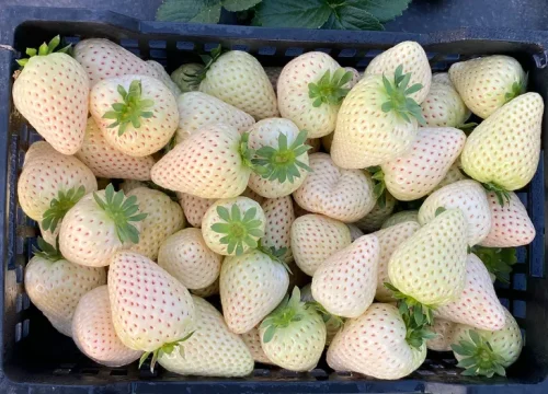 Kelleñ: el fruto mapuche que conquistó Europa y cambió la historia de la frutilla