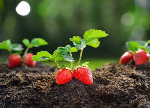 Desarrollan robot capaz de cosechar fresas ocultas bajo las hojas