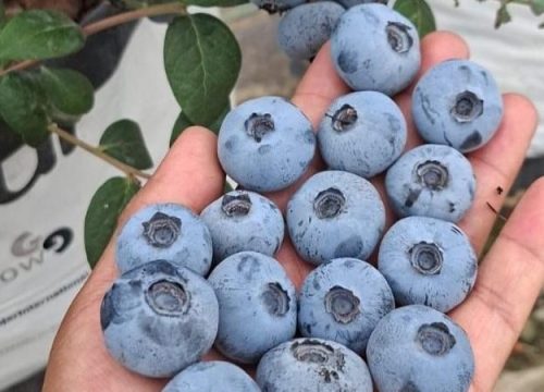 El mercado de arándanos y cranberries en Medio Oriente experimentó un retroceso en 2024 tras varios años de crecimiento.