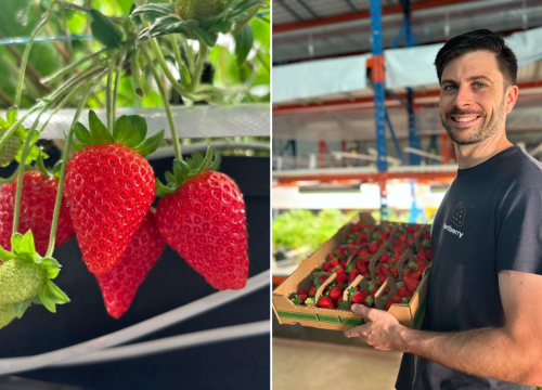 “Los consumidores realmente valoran saber que las frutillas que disfrutan son cultivadas localmente.”