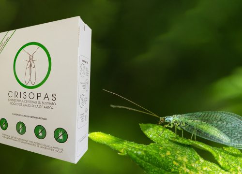 Biocriso: Aliados naturales para el control de pulgones y arañitas en frutilla