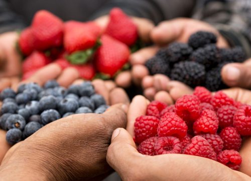 La asociatividad: la clave que sostiene a la industria de los berries