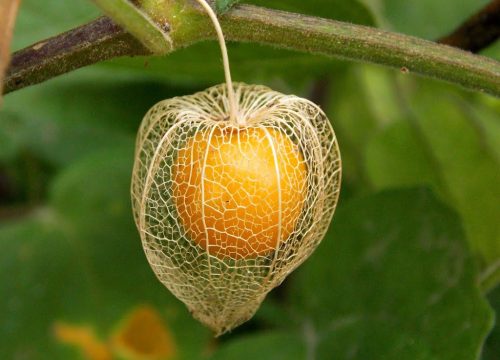 El “golden berry” ecuatoriano gana espacio entre las berries en Estados Unidos