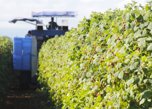 Cosecha mecanizada: la evolución inevitable del campo chileno