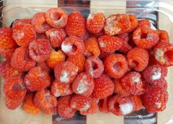 Quejas en Marruecos por la lentitud de las operaciones en el puerto de Algeciras