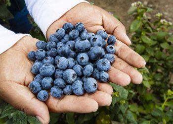 De Chile a Colombia: inteligencia en el empaque para cuidar la calidad de la fruta