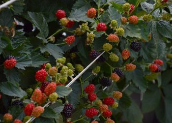 “Comenzamos una gran expansión que nos llevará a casi 50 hectáreas”