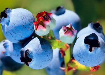 Las exportaciones de arándanos de Zimbabue crecen un 34%