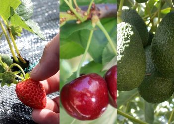 Avances en reguladores de crecimiento sobre cerezo, palto y frutilla