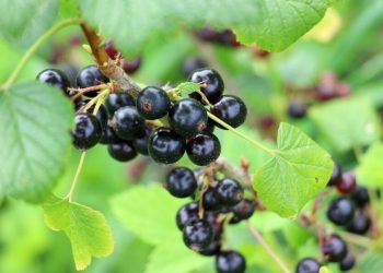 En Reino Unido trabajan para ampliar la oferta de grosellas negras frescas en los supermercados