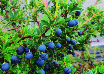 Producción de calafate: el berry de la Patagonia 