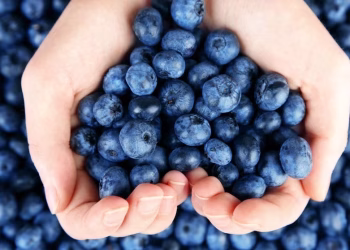 Chilena Hortifrut, la mayor productora y comercializadora de arándanos del mundo, reporta millonarias pérdidas y anuncia cambios en Perú