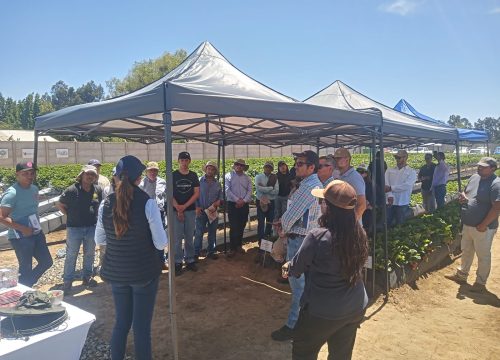 Cómo la investigación aplicada está cambiando la industria de los Berries en Chile