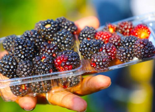 Reconversión productiva rentable: frutos rojos abren una nueva frontera agrícola en Lambayeque