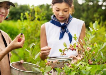 Así se mueve el mercado de arándanos y cranberries en Japón: proveedores, consumo y proyecciones