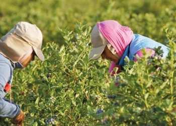 Arándanos, uva de mesa y espárragos: las exportaciones del Biobío presionadas por el mercado peruano