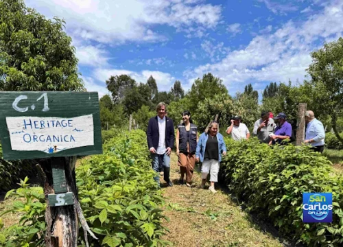 ¿Cómo accederán los pequeños agricultores de Ñuble a la certificación orgánica?