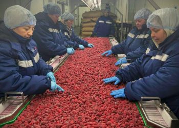 Un fabricante ucraniano de equipos para berries amplía la automatización y las exportaciones