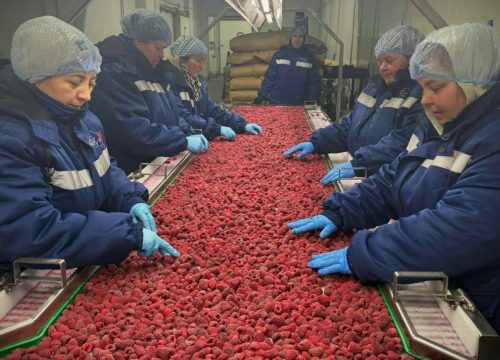 Un fabricante ucraniano de equipos para berries amplía la automatización y las exportaciones