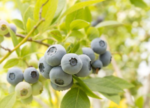 VentureFruit fortalece su presencia en Norteamérica a través de una nueva asociación estratégica de berries