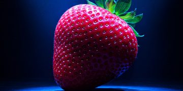 Chile será sede del Segundo Encuentro Latinoamericano de la Frutilla 2026