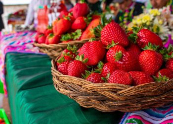 Cusco: Culminó proyecto Fresas en Limatambo beneficiando a 139 familias productoras