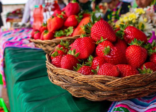 Cusco: Culminó proyecto Fresas en Limatambo beneficiando a 139 familias productoras