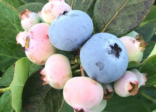 Productores de arándanos de Florida trabajan para recuperarse tras un invierno gélido