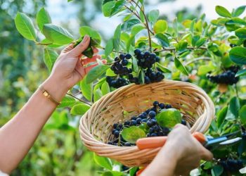 Conoce la nueva “superberry”: el mercado de la aronia alcanzaría los US$ 773 millones en 2033