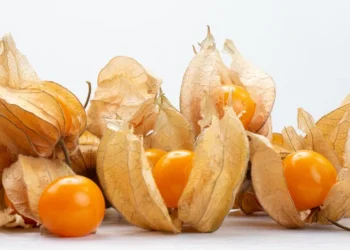 Impactos multifacéticos en la salud de la uchuva (Physalis peruviana L.): hallazgos en humanos y modelos animales
