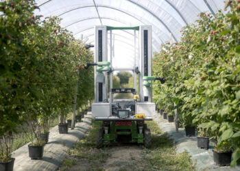 La robótica autónoma llega a los campos de berries para hacer frente a la escasez de mano de obra