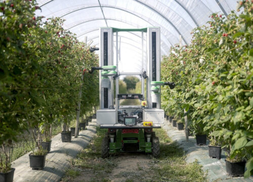 La robótica autónoma llega a los campos de berries para hacer frente a la escasez de mano de obra