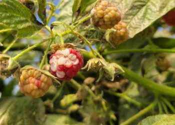 Investigadoras plantean que aumento de las temperaturas afectaría calidad de berries cultivados en Chile