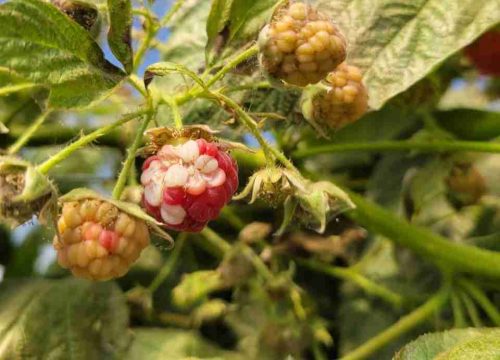 Investigadoras plantean que aumento de las temperaturas afectaría calidad de berries cultivados en Chile