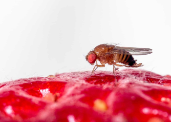 UOH busca desarrollar nuevo repelente microbiano contra plaga invasiva en berries y cerezos