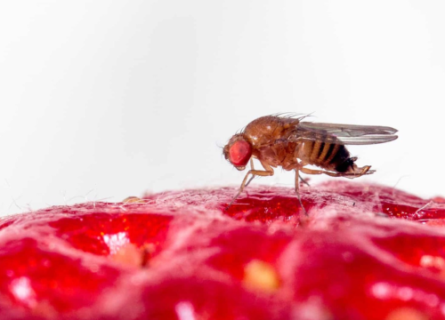 UOH busca desarrollar nuevo repelente microbiano contra plaga invasiva en berries y cerezos