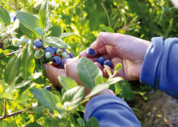 Innovación UdeC busca reemplazar colorantes sintéticos con pigmentos naturales de berries