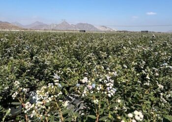 Inka’s Berries fortalece logística y proyecta exportar 1.000 contenedores de arándanos