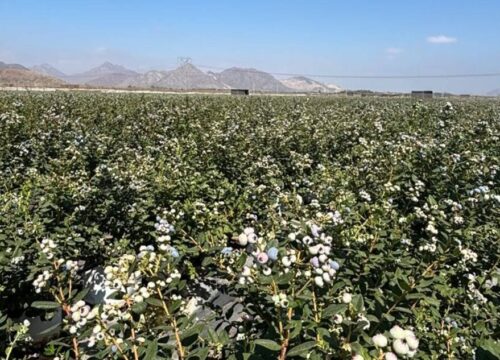 Inka’s Berries fortalece logística y proyecta exportar 1.000 contenedores de arándanos