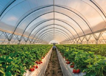 Tecnología avanzada para optimizar los cultivos de berries